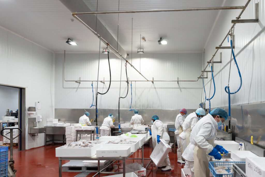 llotja preparació i neteja de peix fresc