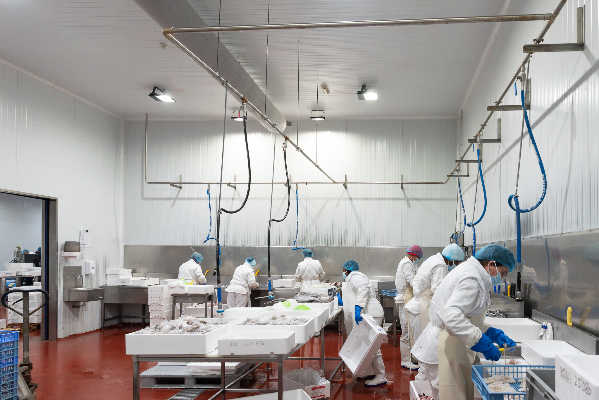 llotja preparació i neteja de peix fresc
