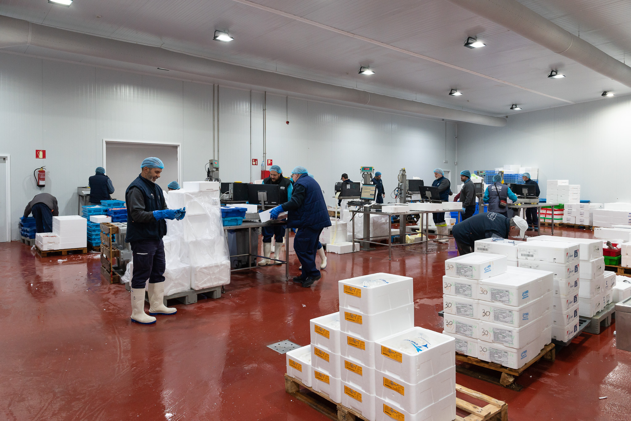 llotja preparació i neteja de peix fresc