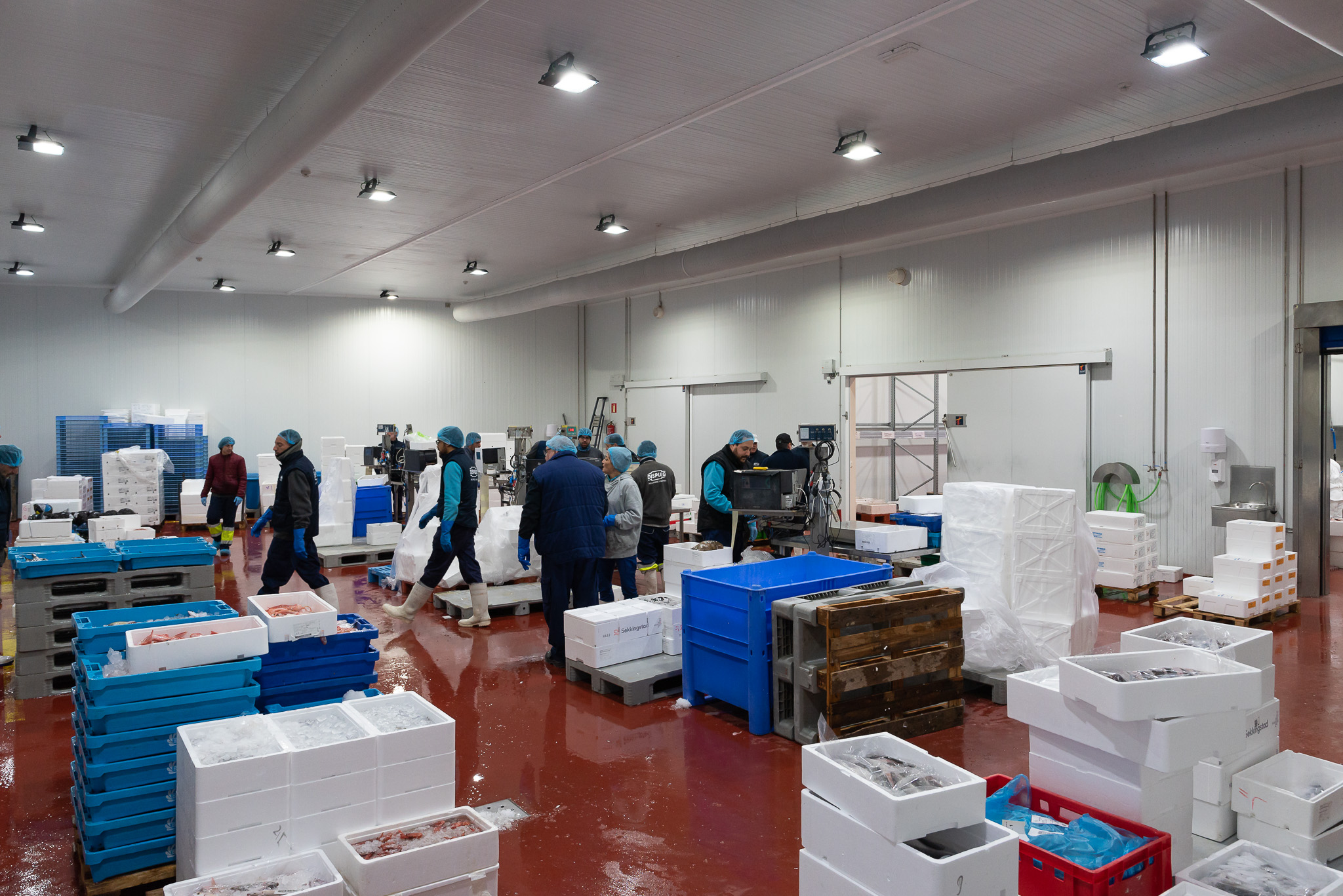 llotja preparació i neteja de peix fresc